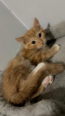 Cute Orange Ragdoll Mix Male Kitten – Ready Now - Photo 5