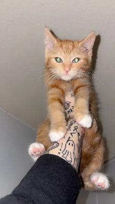 Cute Orange Ragdoll Mix Male Kitten – Ready Now - Photo 6