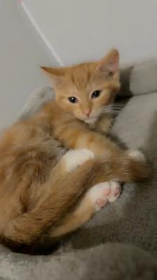 Cute Orange Ragdoll Mix Male Kitten – Ready Now - Photo 7