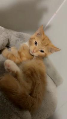 Cute Orange Ragdoll Mix Male Kitten – Ready Now - Photo 8