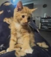 Cute Orange Ragdoll Mix Male Kitten – Ready Now - Photo 9