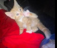 Cute Orange Ragdoll Mix Male Kitten – Ready Now - Photo 10