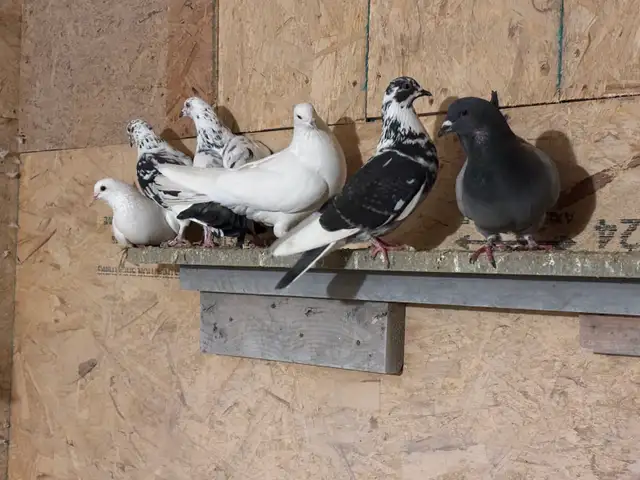 pigeons for sale