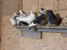 pigeons for sale