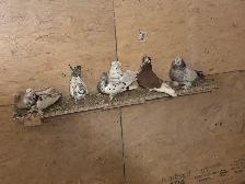 pigeons for sale - Photo 2