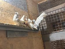 pigeons for sale - Photo 3