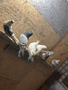 pigeons for sale - Photo 4