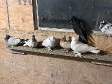 pigeons for sale - Photo 5