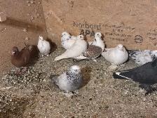 pigeons for sale - Photo 6