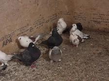 pigeons for sale - Photo 7