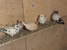 pigeons for sale - Photo 8