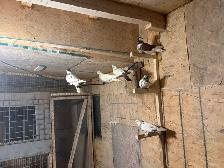 pigeons for sale - Photo 9