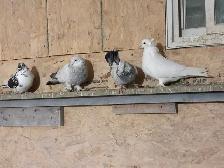 pigeons for sale - Photo 10