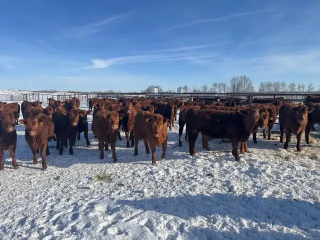 REPLACEMENT HEIFERS