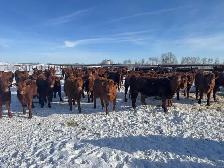 REPLACEMENT HEIFERS