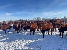 REPLACEMENT HEIFERS - Photo 2