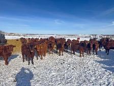 REPLACEMENT HEIFERS - Photo 3