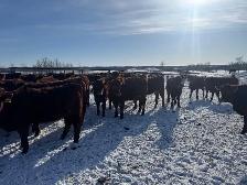 REPLACEMENT HEIFERS - Photo 4