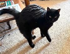 Free loving senior cat in urgent need of new home