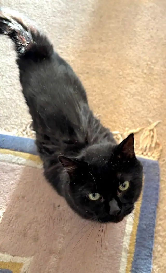 Free loving senior cat in urgent need of new home - Photo 2