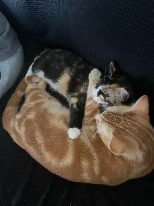 Two Adorable Cats Looking For A New Home