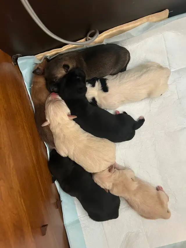 Puppies to a good home! Please contact !