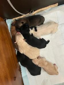 Puppies to a good home! Please contact !