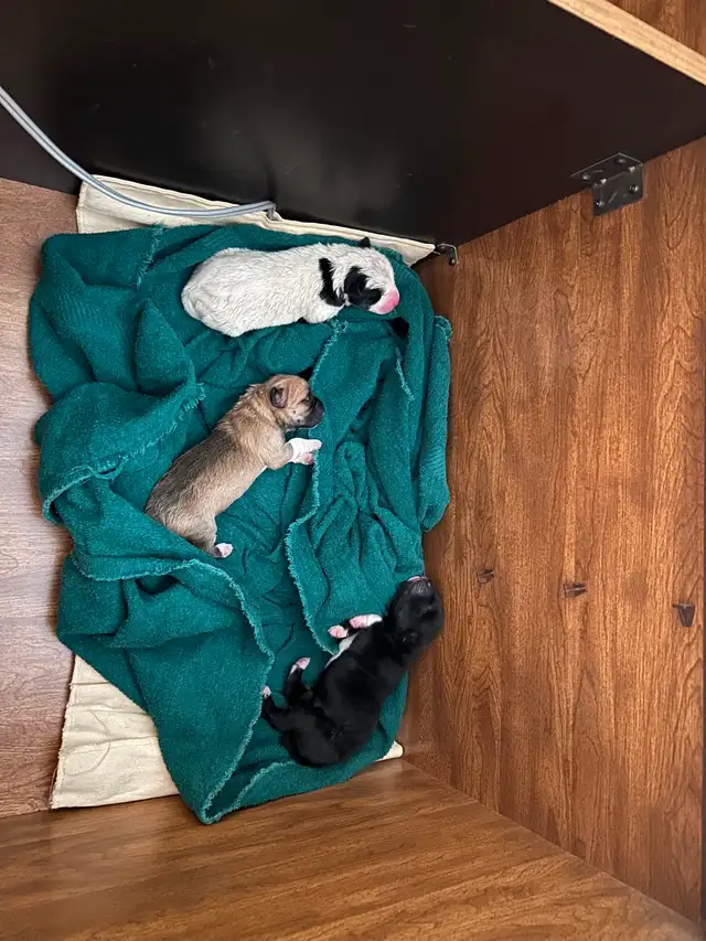 Puppies to a good home! Please contact ! - Photo 2