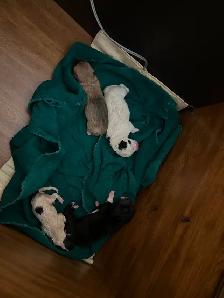 Puppies to a good home! Please contact ! - Photo 3