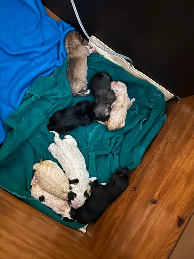 Puppies to a good home! Please contact ! - Photo 4