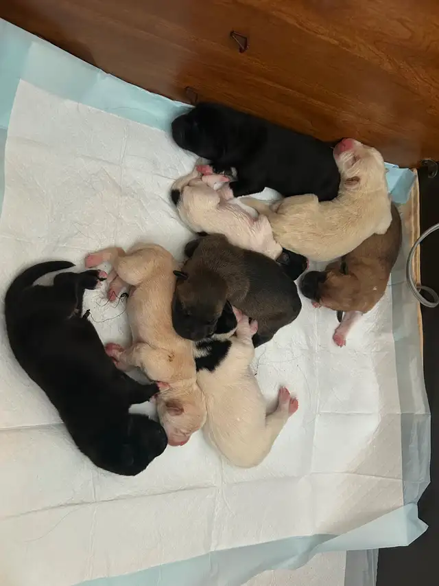 Puppies to a good home! Please contact ! - Photo 5