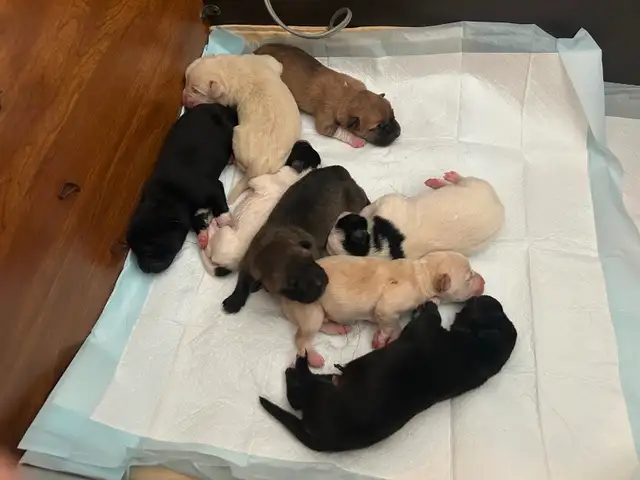 Puppies to a good home! Please contact ! - Photo 6