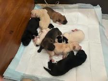 Puppies to a good home! Please contact ! - Photo 6