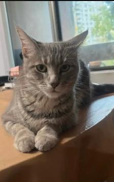 Rehoming  Gray Female Cat