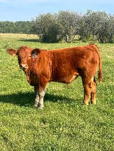 Looking for a 2 year old bulls