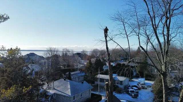 Service de coupe/abattage d'arbres & émondage (514-715-2726) - Photo 3