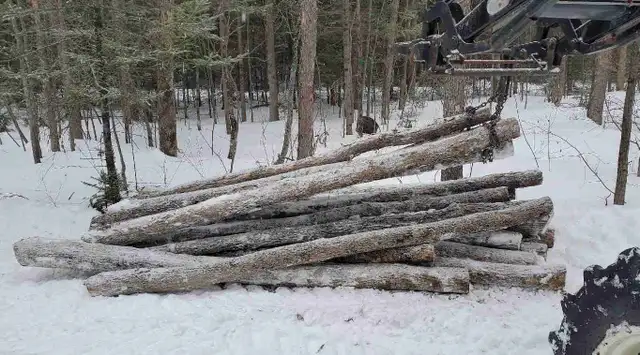 saw logs