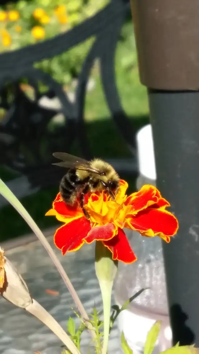 Agincourt Garden Club   Heather Gray present Fairy Gardens - Photo 2
