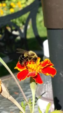 Agincourt Garden Club   Heather Gray present Fairy Gardens - Photo 2