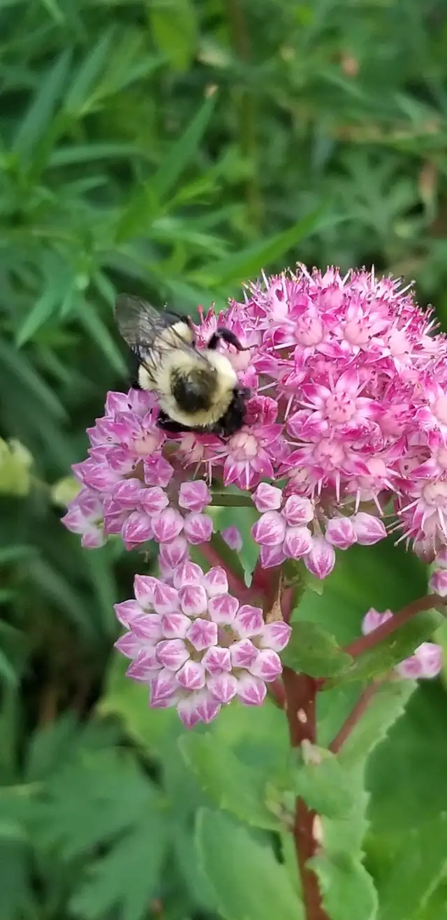 Agincourt Garden Club   Heather Gray present Fairy Gardens - Photo 4