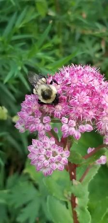 Agincourt Garden Club   Heather Gray present Fairy Gardens - Photo 4