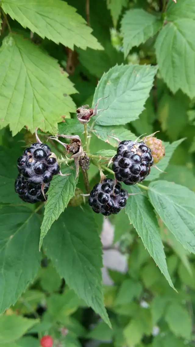 Agincourt Garden Club   Heather Gray present Fairy Gardens - Photo 5