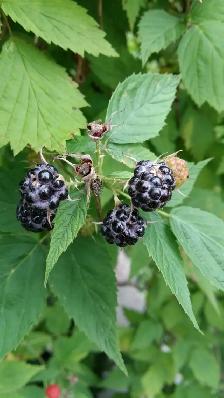 Agincourt Garden Club   Heather Gray present Fairy Gardens - Photo 5