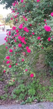Agincourt Garden Club   Heather Gray present Fairy Gardens - Photo 6