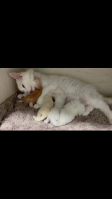 chaton main coon - Photo 2