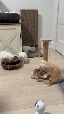 chaton main coon - Photo 3