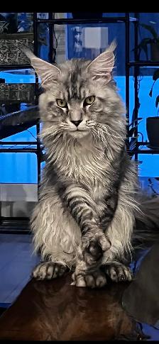 chaton main coon - Photo 5