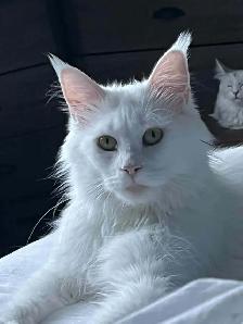 chaton main coon - Photo 6