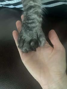 chaton main coon - Photo 7