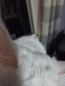 chaton main coon - Photo 8